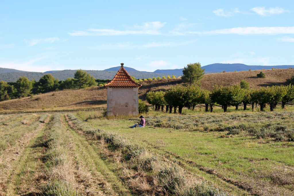 tower,lavendar field